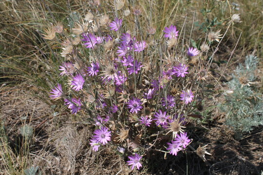 Annual everlasting or immortelle (Xeranthemum annuum) in natural habitat