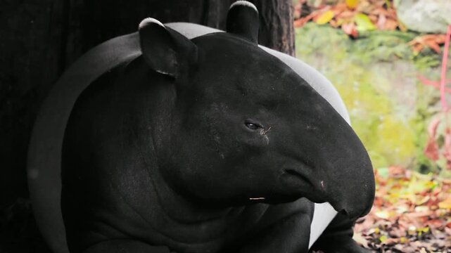 Malayan tapir head close-up profile portrait looking aside.