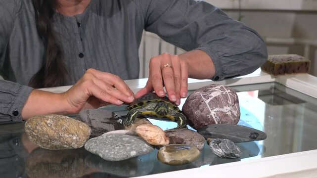 A woman is placing a turtle among various rocks on a table in a room. She focuses on adjusting the turtle's position while handling colorful stones.
