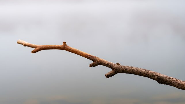 Dead tree branch in murky water with industrial fog background