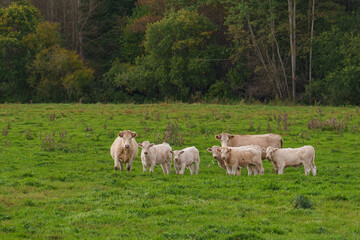 Obraz premium White cows and calves in a pasture with the colors of autumn trees in the background.