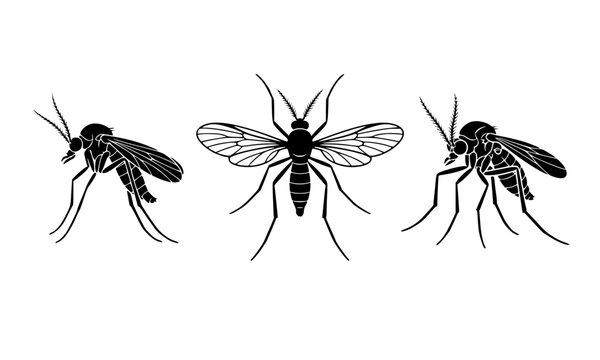 Detailed Sandfly Silhouette Vector Set with Multiple Anatomical Views Including Side, Top, and Angled Insect Profiles on White