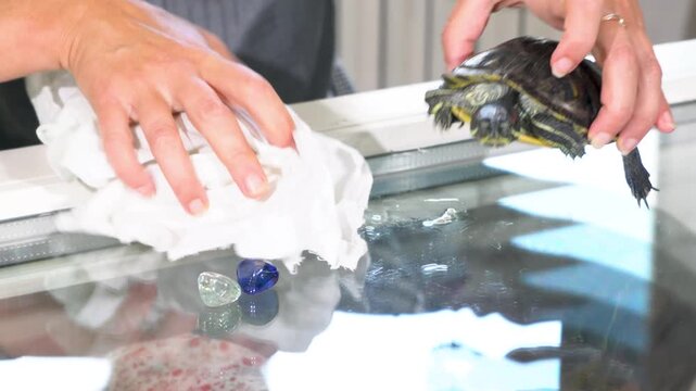 A person is cleaning a turtle's enclosure by wiping the surface while holding the turtle gently. This takes place indoors, focusing on proper pet care.