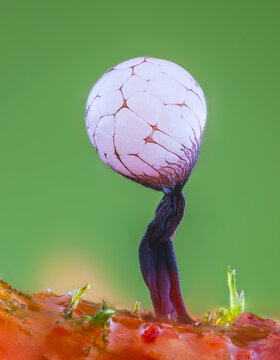 Slime mold - Cribraria rufa, it's a small protist organism