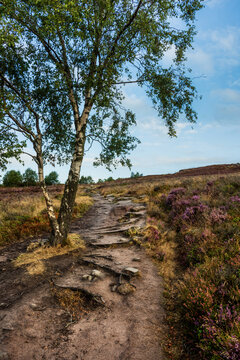 Stunning Peak District landscape from Surprise View with vibrant heather and dappled sunlight over the hills