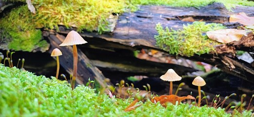 old stump in the forest with mushrooms © Christina