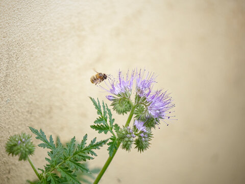 Bee in flight toward flowers