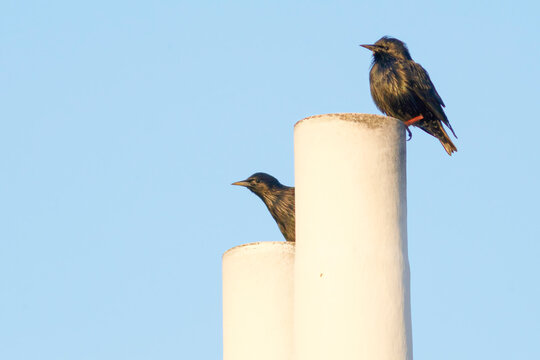 Black trush perched on a chimney