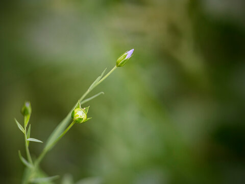 Summer flowers buds