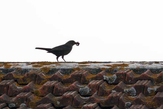 Semi-backlit thrush with worms in its beak