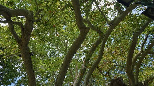 Upward view of the massive branches and lush green leaves of an ancient plane tree in the village of Tsagkarada, located in the Pelion region of Greece