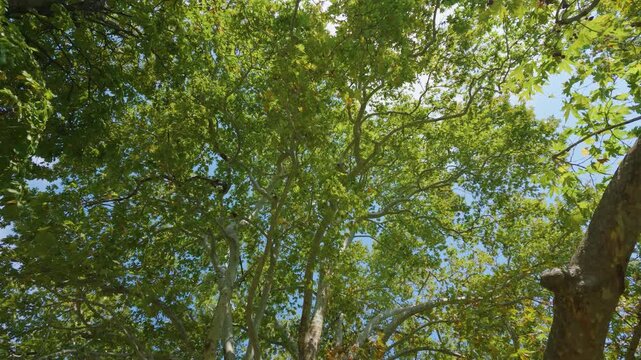 Upward view of massive, ancient plane tree with a wide, leafy canopy in the village of Tsagkarada, Pelion, Greece