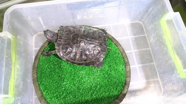 A turtle sits on a round green mat inside a clear container. The container is placed on a table indoors. The turtle seems to be relaxing in its space.