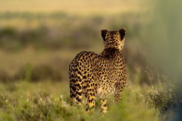 Lone Cheetah Standing and Looking Across a Green Landscape © Balaji