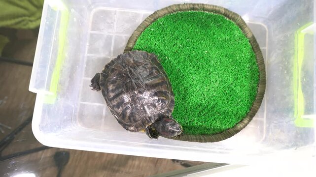 A turtle moves around its small transparent container. It stops to rest on a green mat inside the container. The environment looks simple and clean.