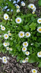 Wonderful summer flowers. Bellis perennis. © Asahihana