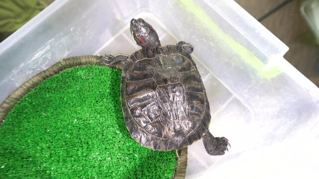 A turtle is seen moving around in a transparent container filled with green grass. The turtle appears curious about its surroundings.