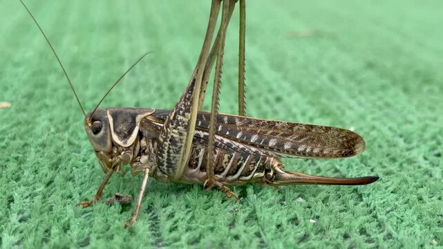  Katydid/grasshopper on artificial grass twitching antennae and legs, macro close-up