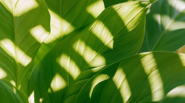 Lush green tropical leaves with detailed veins and soft dappled sunlight creating bright organic patterns across overlapping foliage in a close up botanical nature background