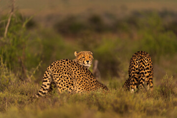 Relaxed Cheetah Resting in the African Sun © Balaji