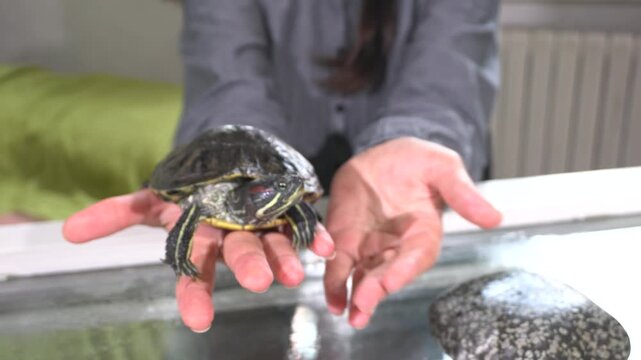 A person is gently holding a small turtle in their hands. The setting includes a table with a stone nearby. It is a quiet moment focused on the turtle.