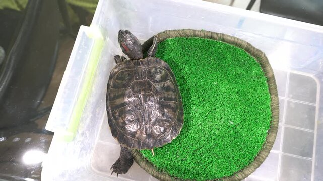 A turtle is resting on a green mat placed inside a clear container. The container has a simple design and is located indoors. The turtle appears calm and is focused on its surroundings.