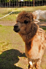 Detailed close-up portrait of a brown alpaca head with soft fluffy wool, dark expressive eyes, and gentle features, captured in bright outdoor lighting for charming agricultural and farm animal stock. © Anastasiya
