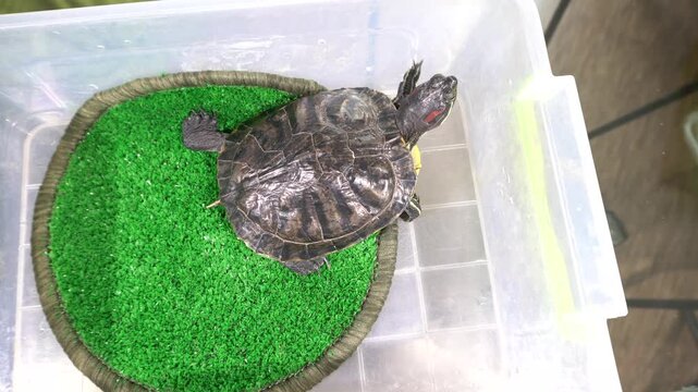 A turtle is resting on a round patch of artificial grass inside a plastic container. The scene takes place indoors, showing a simple setup for the turtle.