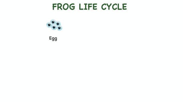 Educational vector animation of a frog life cycle diagram. Showcases the complete metamorphosis stages from eggs, aquatic tadpoles, and froglets to a mature adult amphibian.