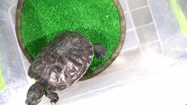 A turtle is moving around in a clear plastic container that has green artificial grass. The enclosure gives the turtle space to walk and explore.