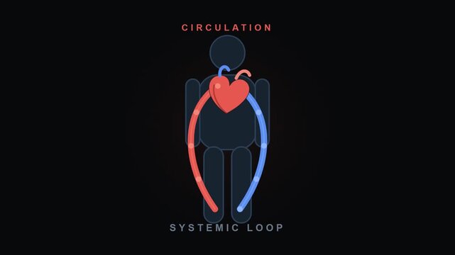 Blood Circulation Loop Animation Showing Systemic Circulation Through the Human Body for Video Editing and Graphic Works