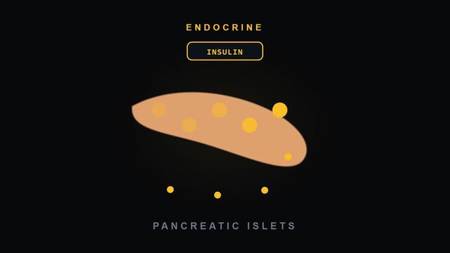Pancreas Insulin Release Animation with Pancreatic Islets for Video Editing and Graphic Works
