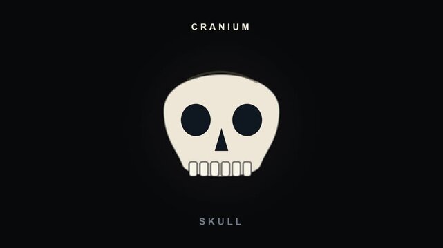 Skull Bone Structure Animation with Human Cranium for Video Editing and Graphic Works