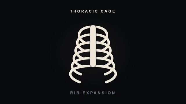 Rib Cage Expansion Animation with Thoracic Cage Anatomy for Video Editing and Graphic Works