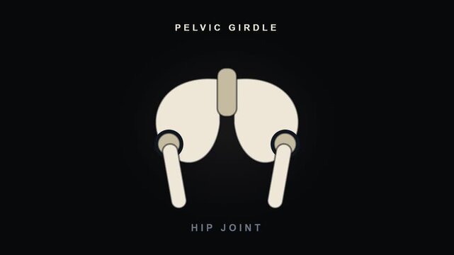Pelvis and Hip Joint Animation with Pelvic Girdle Anatomy for Video Editing and Graphic Works