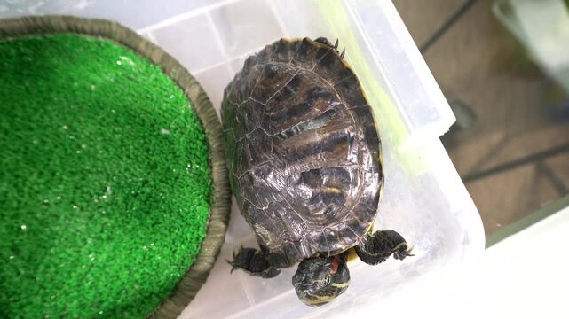 A turtle is seen curiously moving around its new enclosure made of clear plastic. The environment has some green material and simple features for the turtle to explore and enjoy.