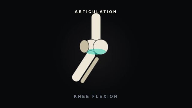 Knee Joint Flexion Animation with Articulation of Leg Bones for Video Editing and Graphic Works