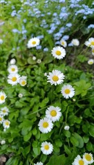Flowerbed and summer flowers. Bellis perennis. © Asahihana