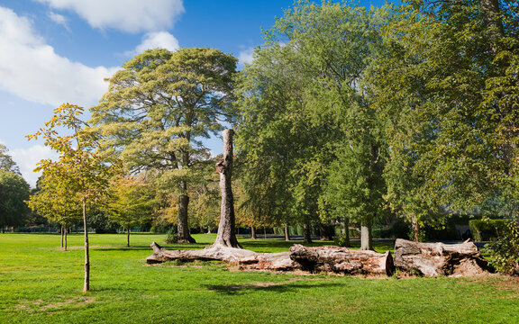 Fallen trees  caused by storm damage on Pearson Park, Hull, Yolrkshire, UK.