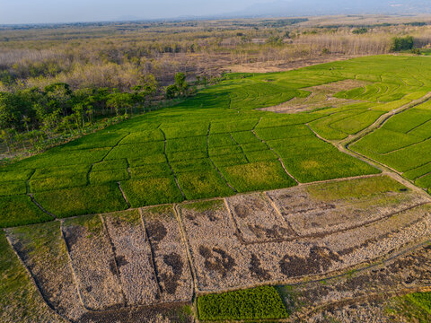 Aerial view of vibrant green rice fields bordering dry forest and agricultural land in a rural countryside landscape.