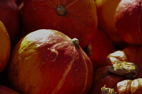 Ripe Orange Hokkaido Pumpkins at Autumn Harvest
