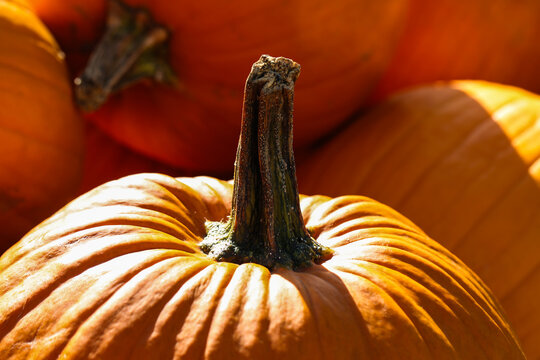 Orange Muscat Pumpkins in Warm Autumn Light
