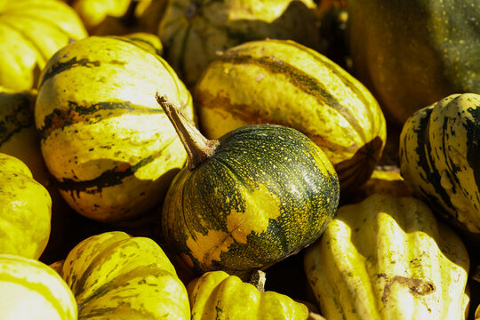 Colorful Ornamental Gourds in Autumn