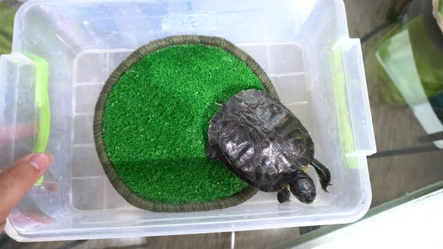A turtle is placed in a clear container that has a green mat resembling grass. The container is held in someone's hand. The setting looks casual and relaxed.