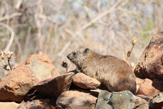 Rock Hyrax Sitting on Rocky Outcrop