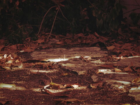 The stone walkway stretches forward under a layer of dry leaves, illuminated by patches of sunlight filtering through the canopy. The atmosphere feels gentle, almost autumn-like, with a mix of texture