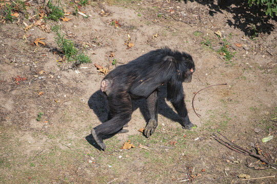 Chimpanzee (Pan troglodytes) Walking on All Fours in Side View