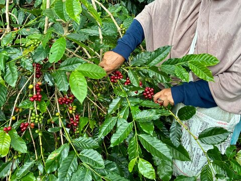 Close up of woman&rsquo;s hands picking red arabica coffee beans from the coffee plant on a coffee plantation in Aceh, Sumatra