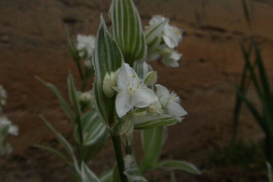 Flores blancas 