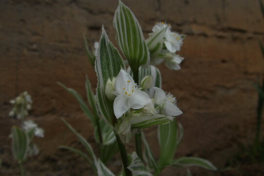 Flores blancas 